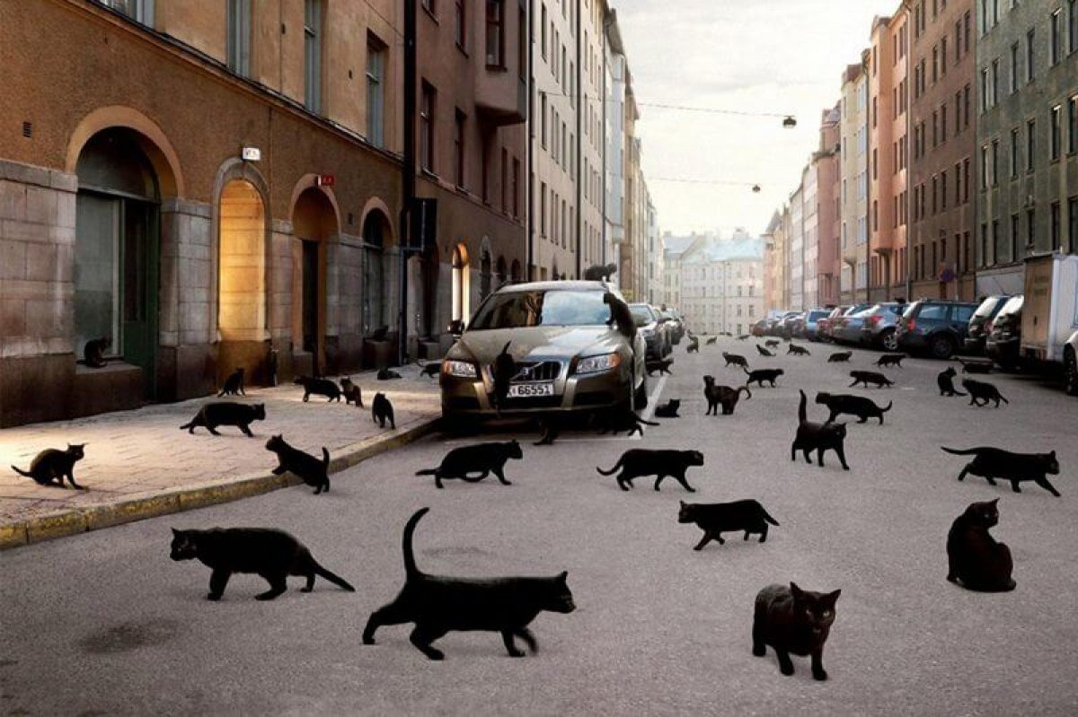 Giornata della sensibilizzazione del gatto nero - BarlettaWeb24
